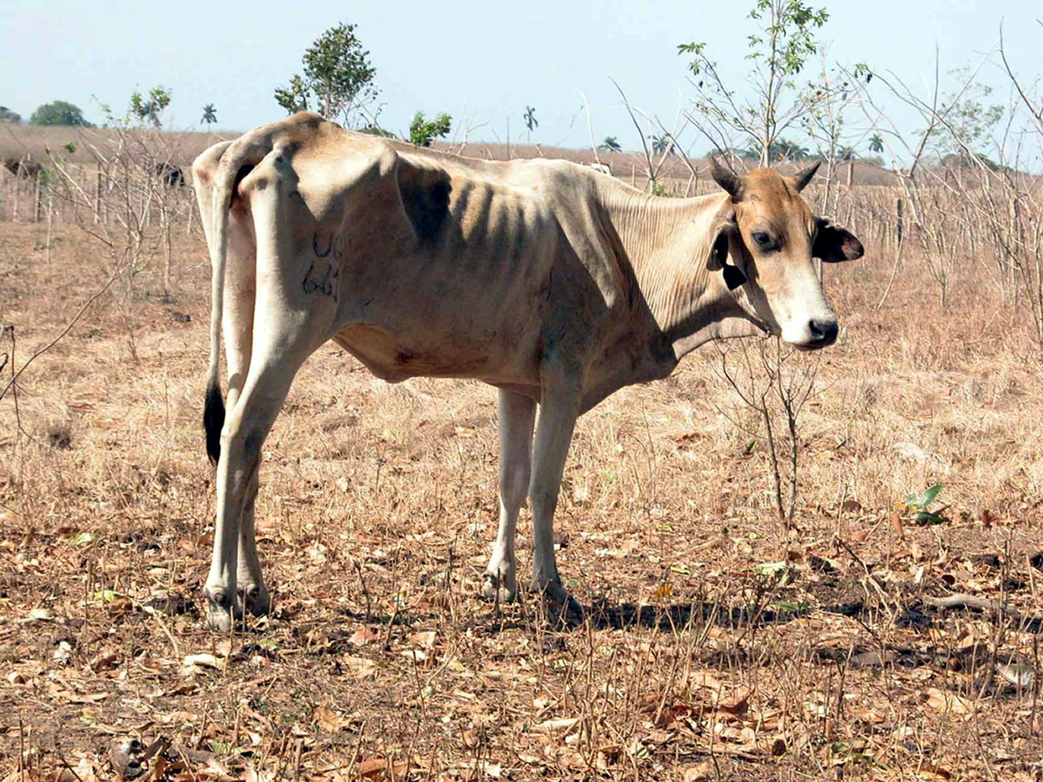 La agricultura y ganadería siguen en declive en Cuba. Foto: AFP/Archivo. 